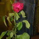 @bishal.raja.ji6