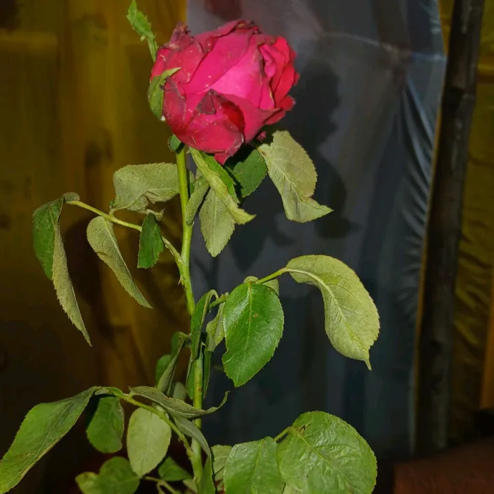 @bishal.raja.ji6