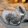 frenchiefrieda