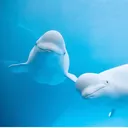 @dolphin_tok
