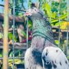 royal.birds50