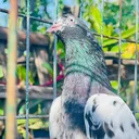 @royal.birds50