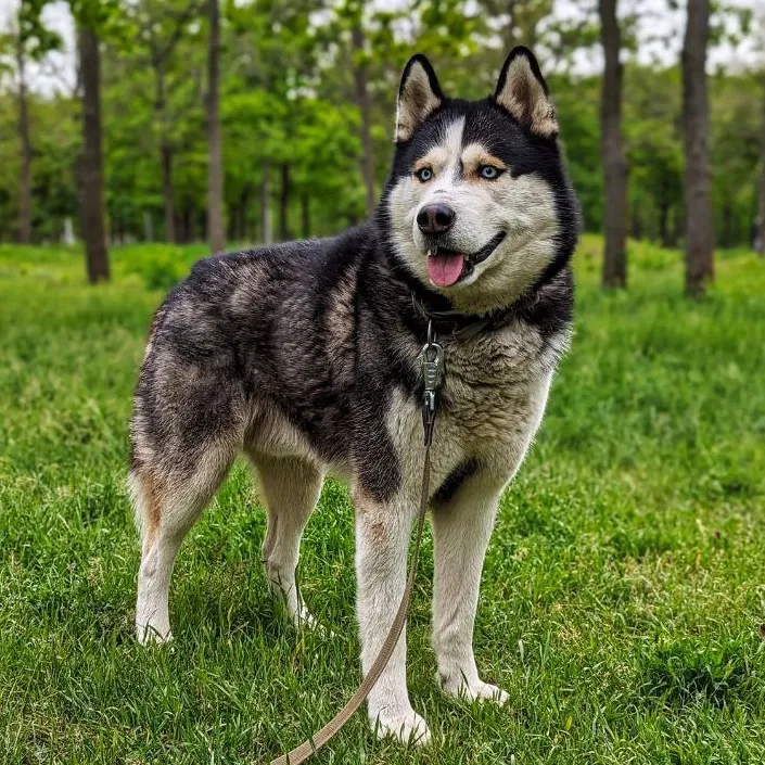 hasky_dark