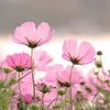 soft_trinity