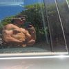 lukefit075