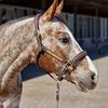 perfect.horses.fo