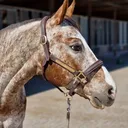 @perfect.horses.fo