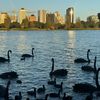 swanrelaxlife