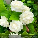 @ola..omar