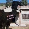 sardarhamzasardar10