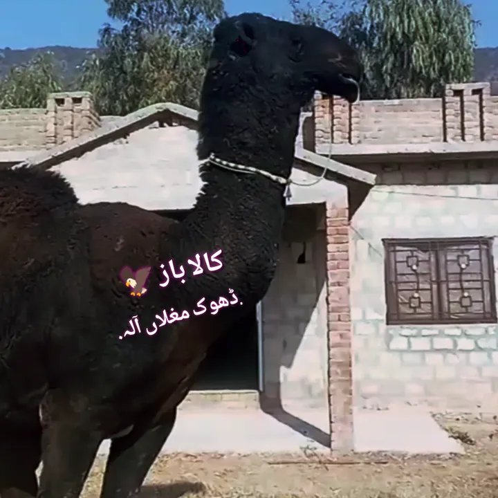 @sardarhamzasardar10