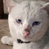sotto_affiliate