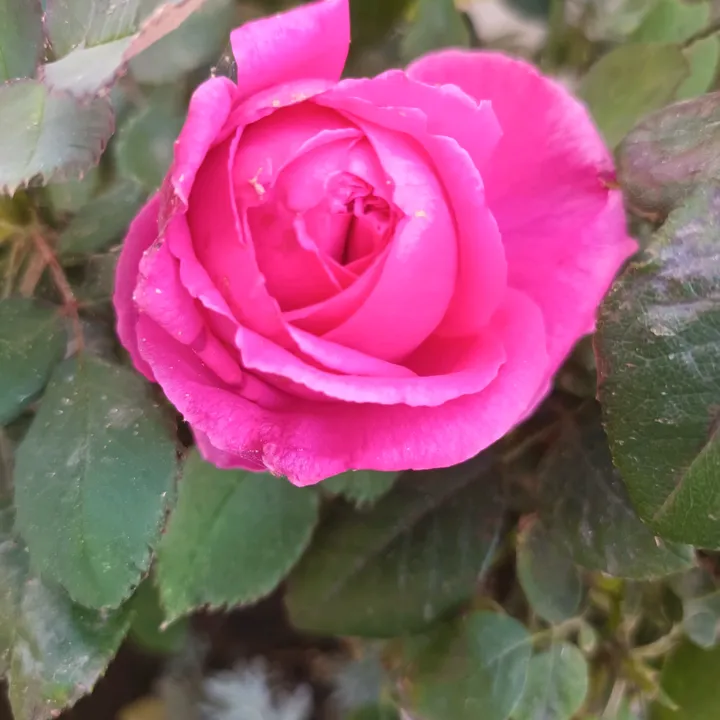 @tonech62