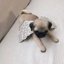 @pipipipi_70
