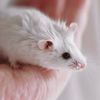thatmousegirl