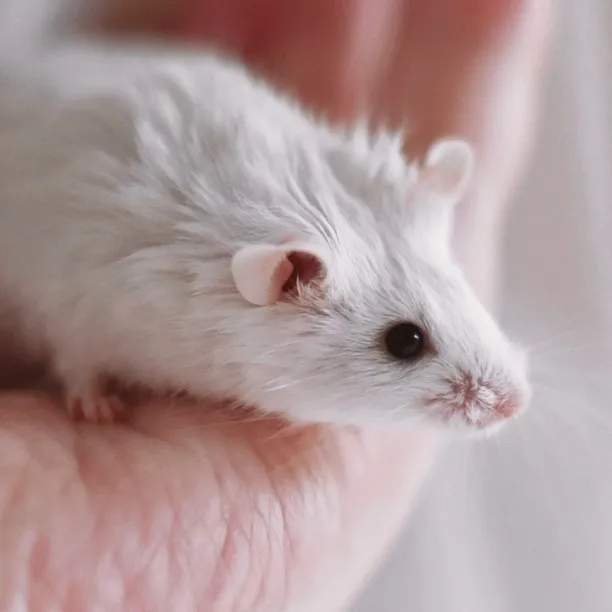 thatmousegirl