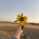 @homesunumblogum