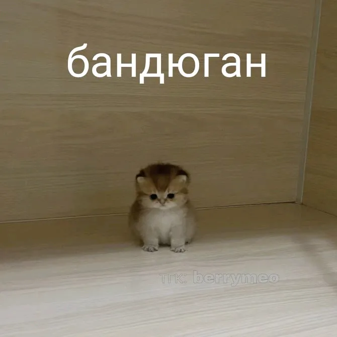 @atiki_razei