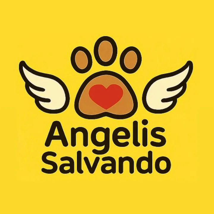 @angelissalvando