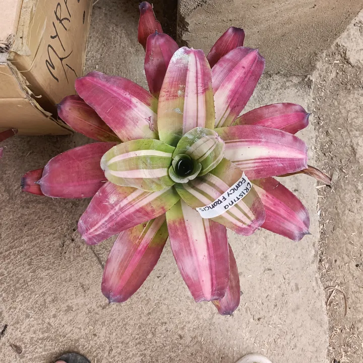 @myraramirezramos