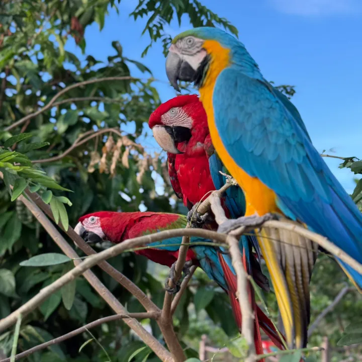 feathered_friendstt