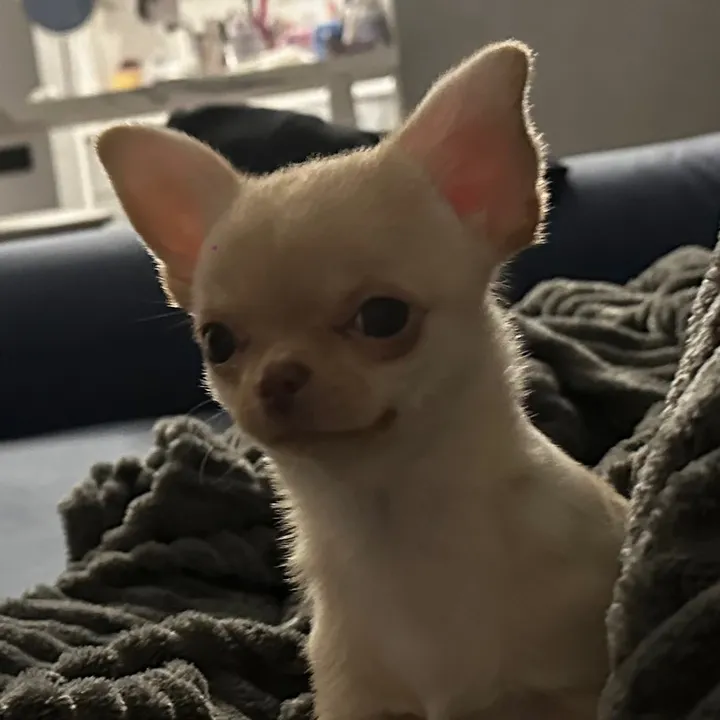 @smstsx