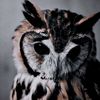 cv_owldie2010