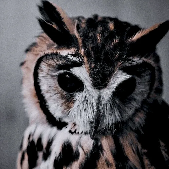 cv_owldie2010