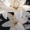 @resesdiary