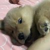 puppypopcornnn