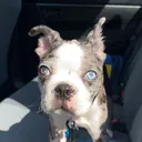 @blueythebluemerle