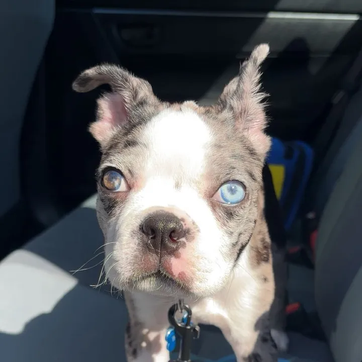 blueythebluemerle