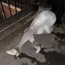 @flexupflexupflexthatsme