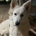 @barksnbites