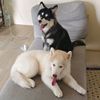 rodumthehusky