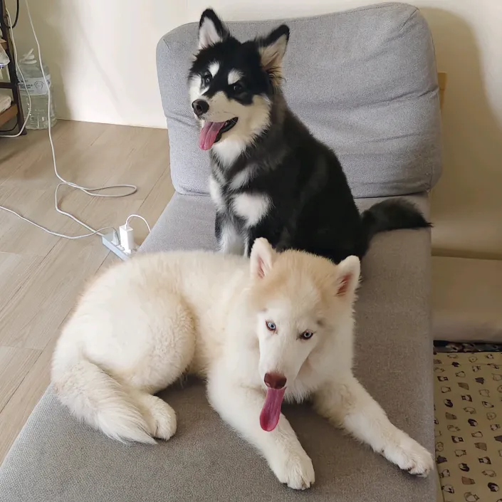 rodumthehusky