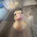 @euuuuuts