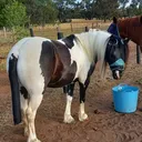 @wandofarm