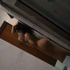 myazinha_ofc
