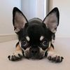 zen_chihuahua_2022