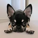 @zen_chihuahua_2022