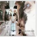 @crazycatcafegc