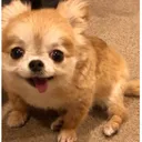 @ichig.8