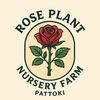roseplants7