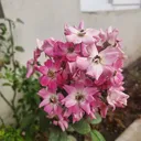 @nazareth_inspira2