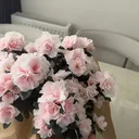 @ceyizolsunn