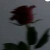 may_evening