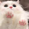 xuelu_88