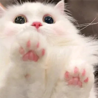 xuelu_88