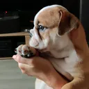 @lelikbulldog